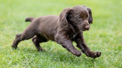 Puppy breeds best sale that dont grow